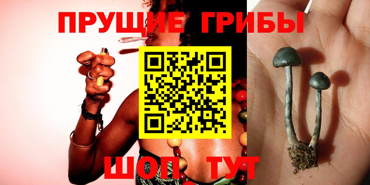 Малоярославец  Галлюциногенные грибы MAGIC MUSHROOMS  Псилоцибиновые грибы Psilocybine cubensis  Вход с VPN 